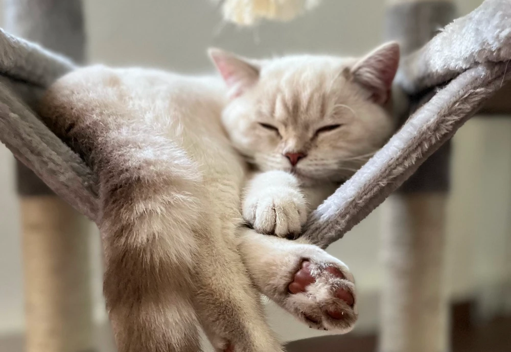 best video camera for pets